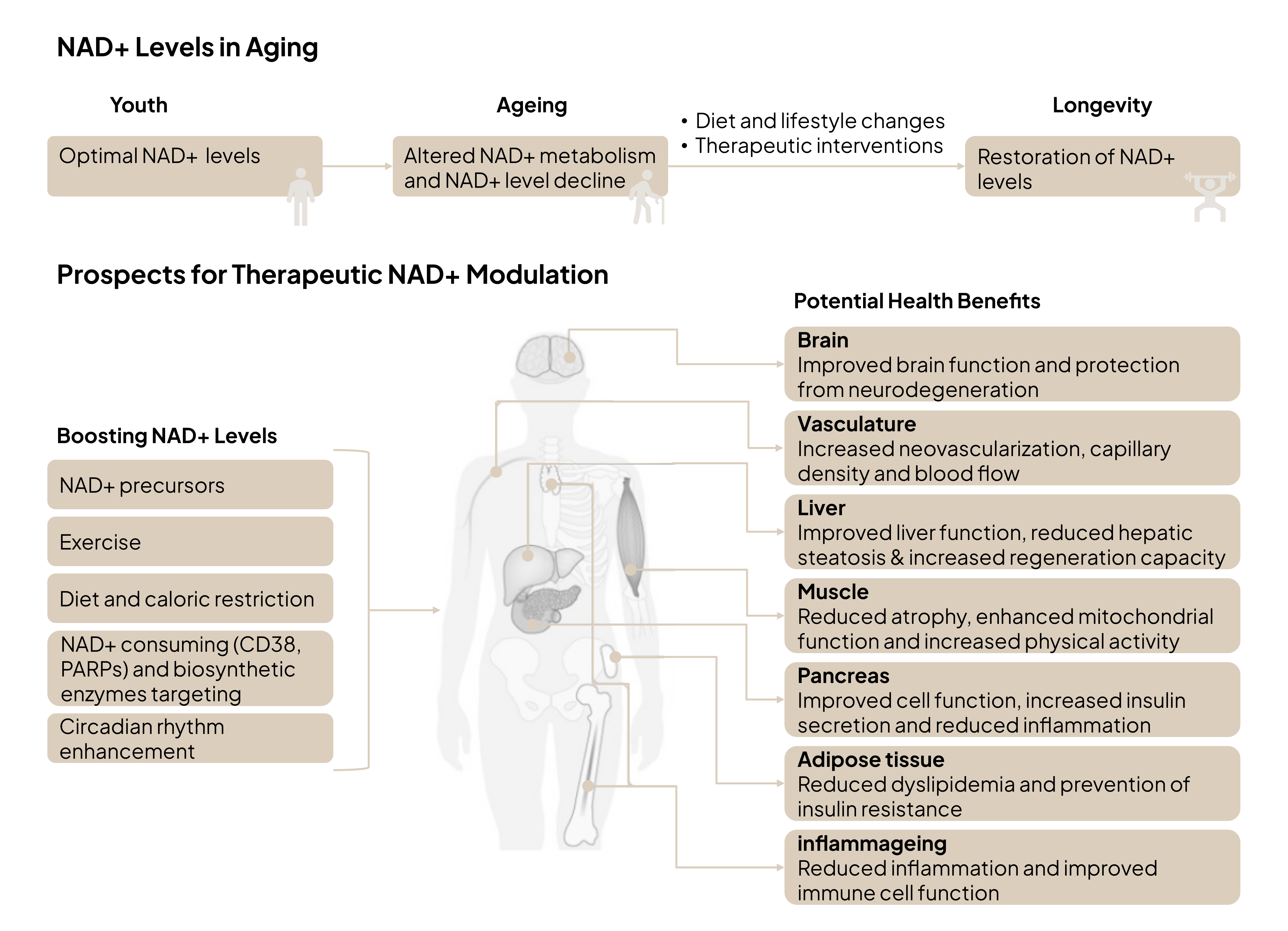 Ingredients-page_Cell-Activator-XR_